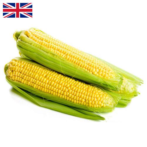 Сахарная кукуруза из Великобритании