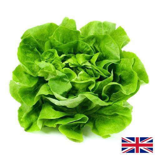 Салат латук из Великобритании