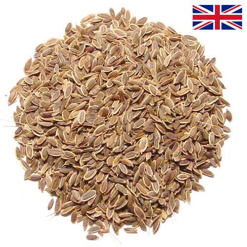 Семена укропа из Великобритании