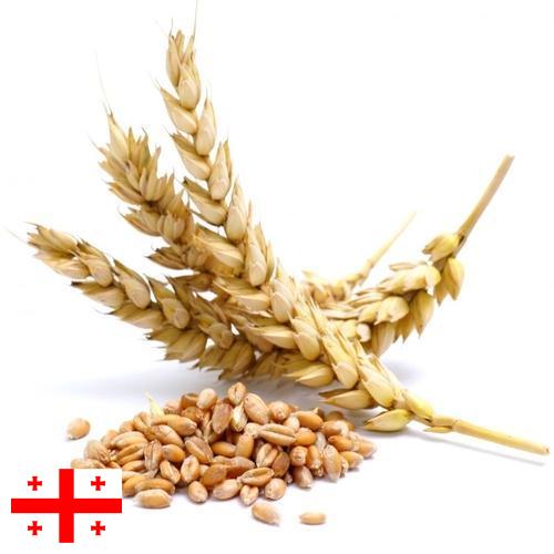 Пшеница из Грузии