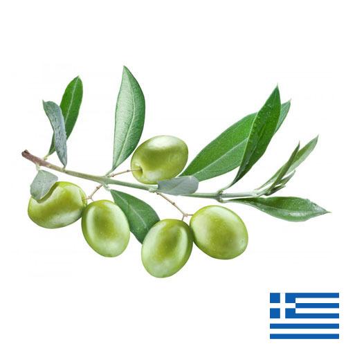 маслины оливки из Греции