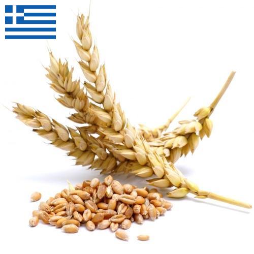 Пшеница из Греции
