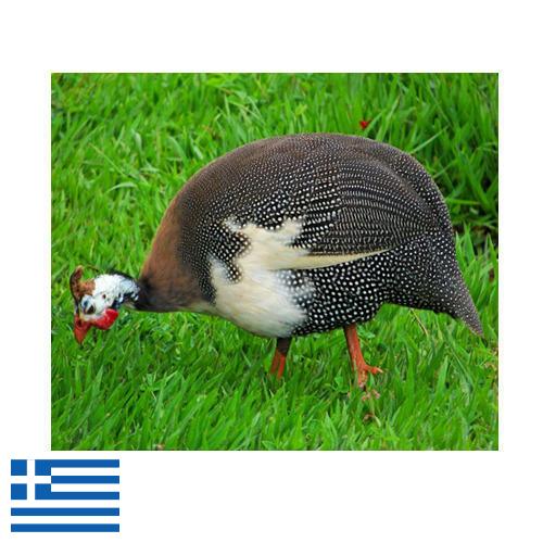 птица из Греции