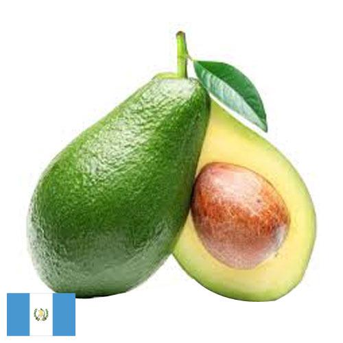 Авокадо из Гватемалы