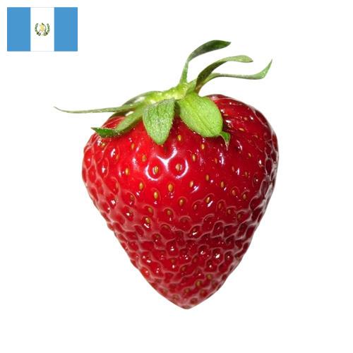 Клубника из Гватемалы