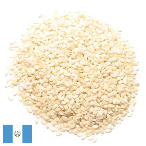 кунжут семена из Гватемалы