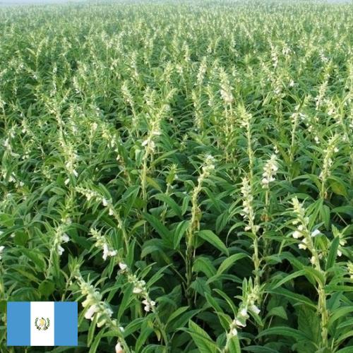 Кунжут из Гватемалы