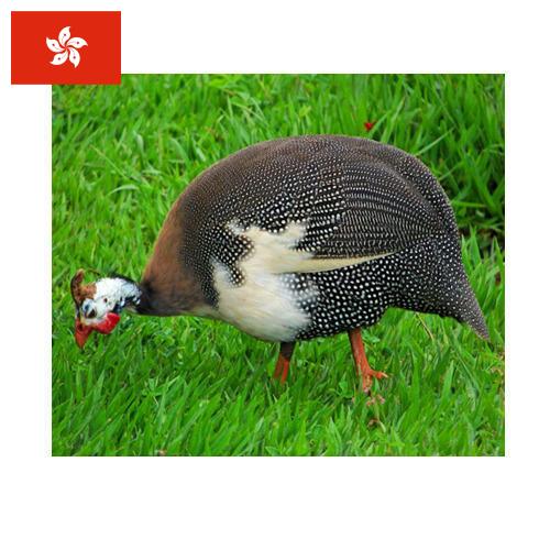 птица из Гонконга