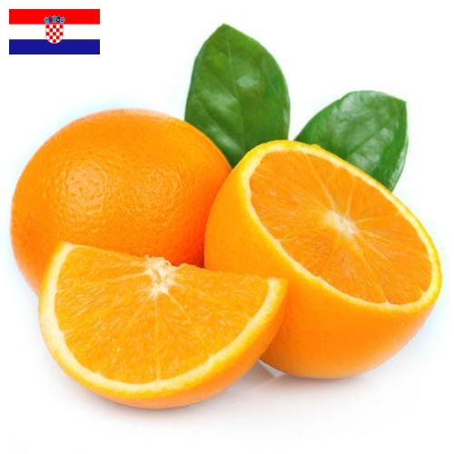 апельсины свежие из Хорватии