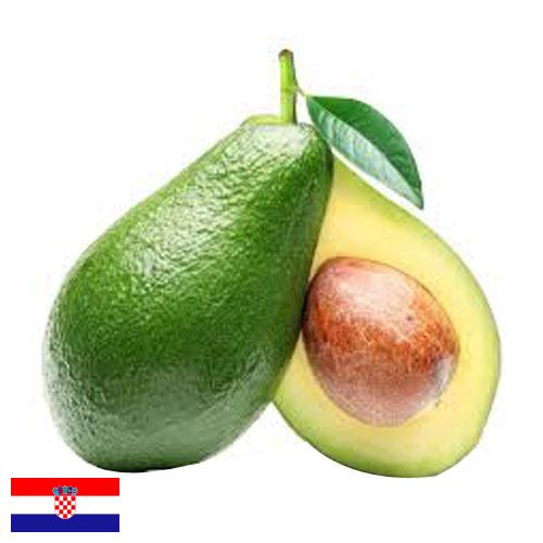 Авокадо из Хорватии