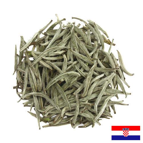 Белый чай из Хорватии
