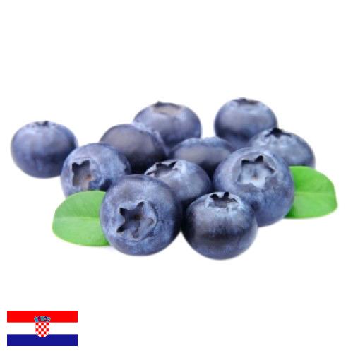 Черника из Хорватии