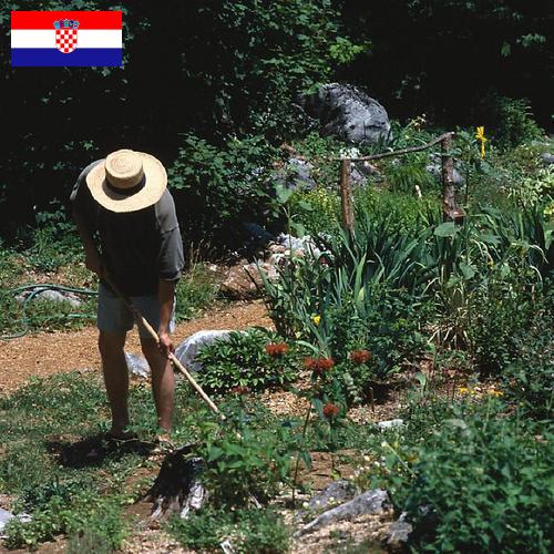 Цветы садовые из Хорватии