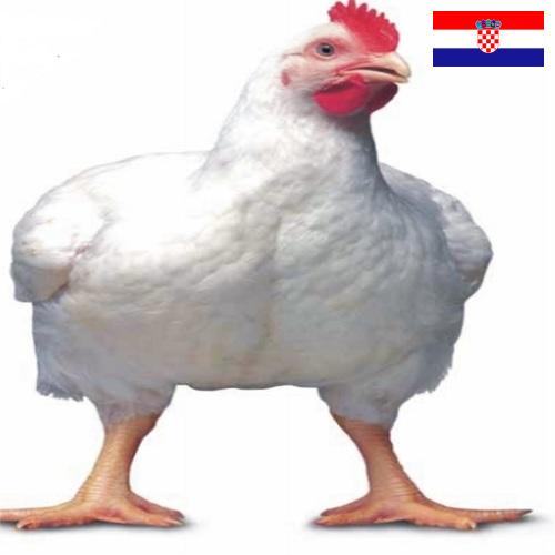 Цыплята-бройлеры из Хорватии