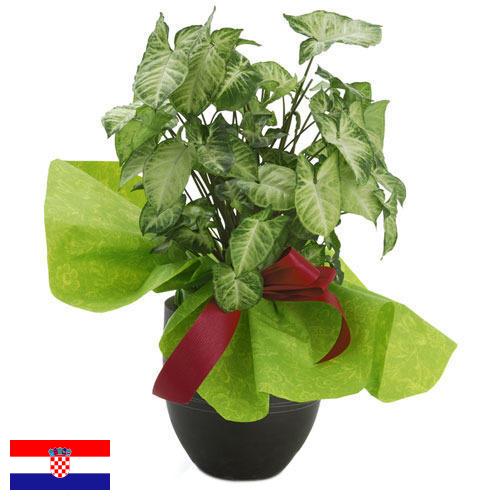 Декоративные растения из Хорватии