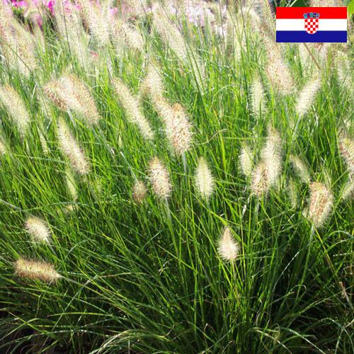 Декоративные травы из Хорватии