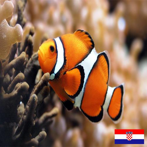 Джамперы из Хорватии