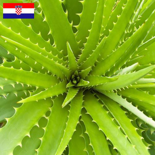 экстракты растений из Хорватии