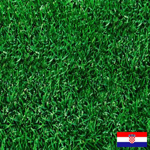 Газонная трава из Хорватии