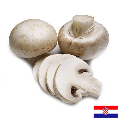 Грибок из Хорватии