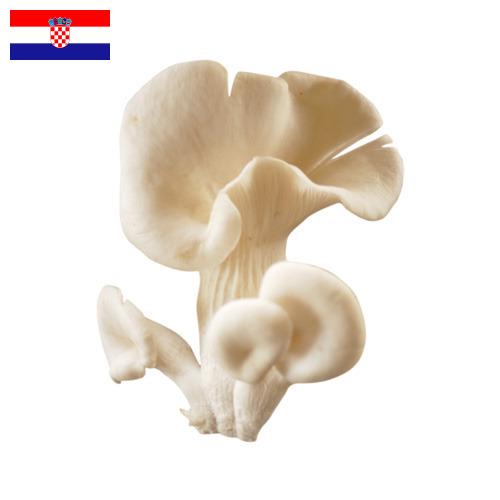 грибы вешенки из Хорватии