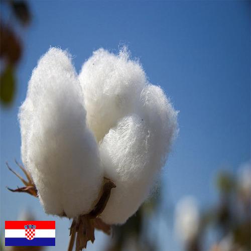 Хлопок из Хорватии