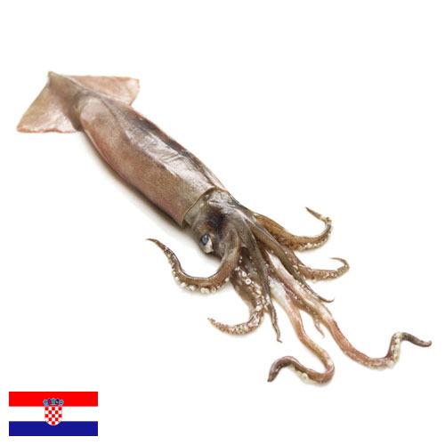 Кальмары из Хорватии