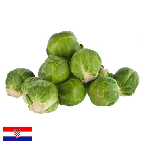 Капуста брюссельская из Хорватии