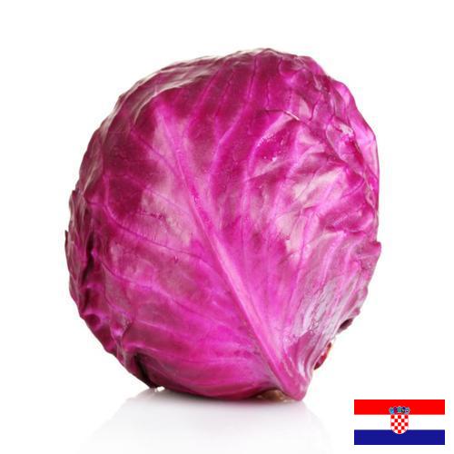 Капуста краснокочанная из Хорватии