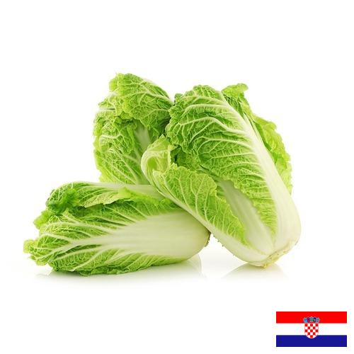 капуста пекинская из Хорватии