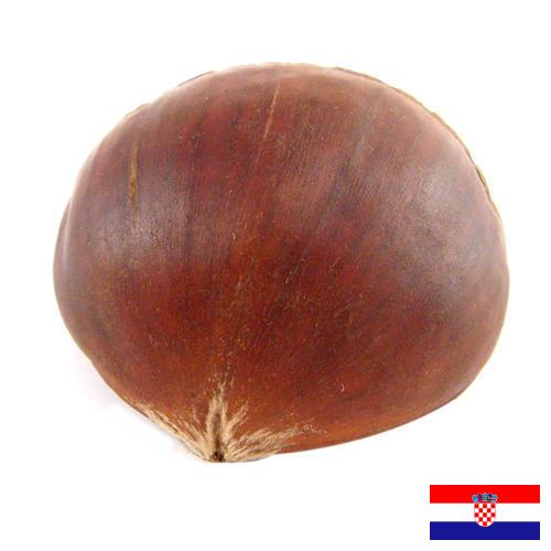 Каштан из Хорватии