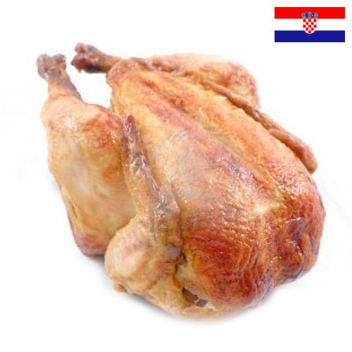 Кура из Хорватии