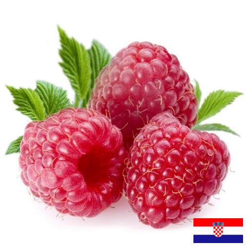 Малина из Хорватии