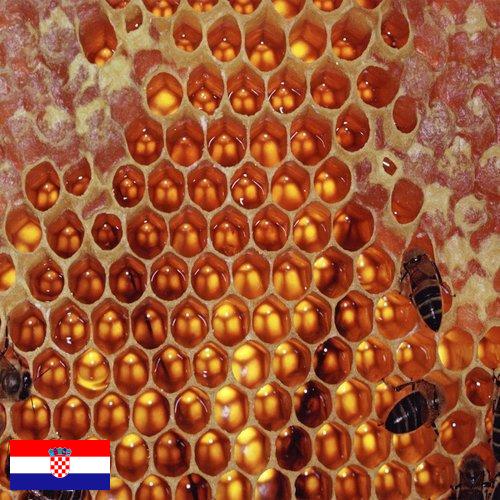 мед оборудование из Хорватии