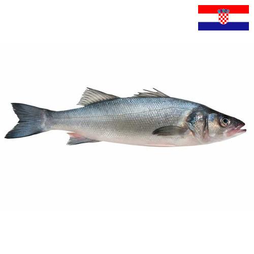 Окунь морской из Хорватии