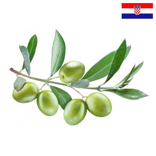 Оливки из Хорватии