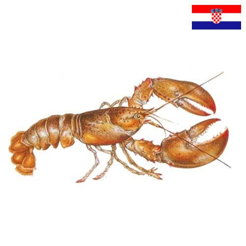 Омары из Хорватии