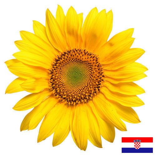 Подсолнечник из Хорватии