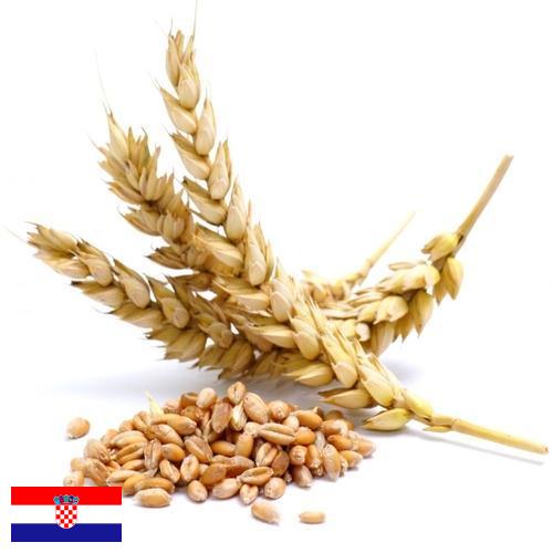 Пшеница из Хорватии
