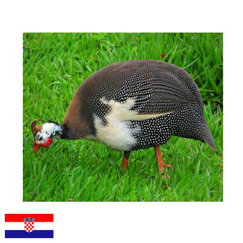 птица из Хорватии