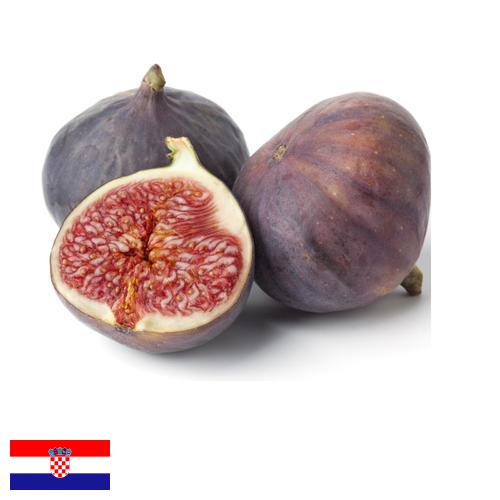 Рис из Хорватии