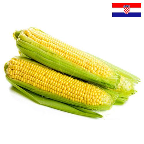 Сахарная кукуруза из Хорватии