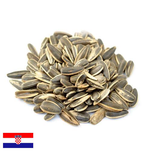 Семена подсолнечника из Хорватии