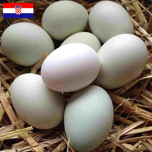 субпродукты птицы из Хорватии