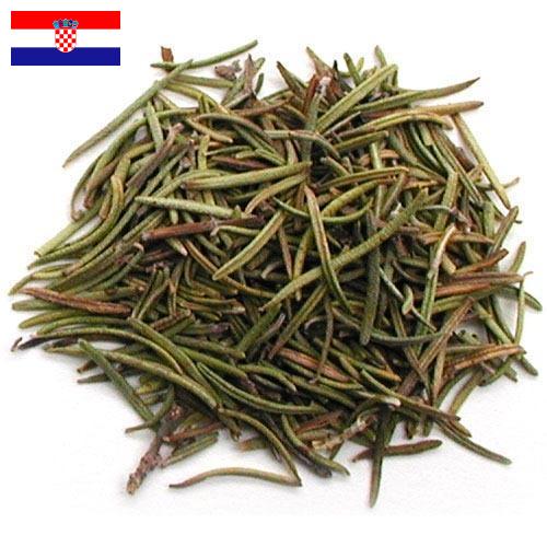 Травы сушеные из Хорватии