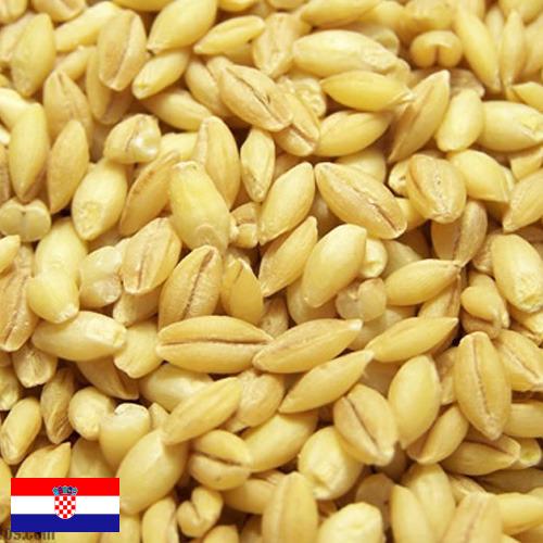 Ячмень из Хорватии