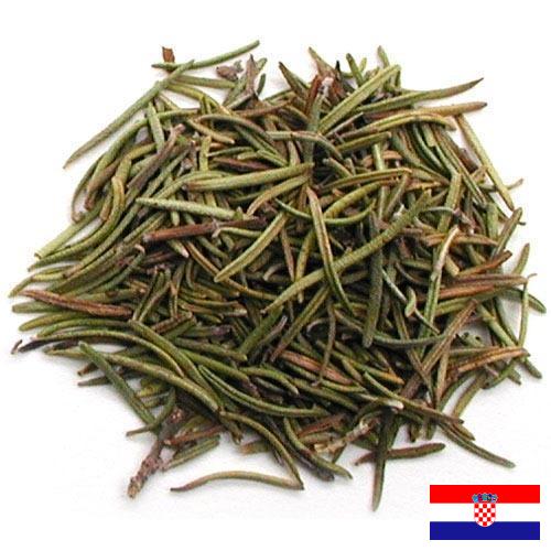 зелень сушеная из Хорватии