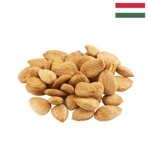 Абрикосовые косточки из Венгрии