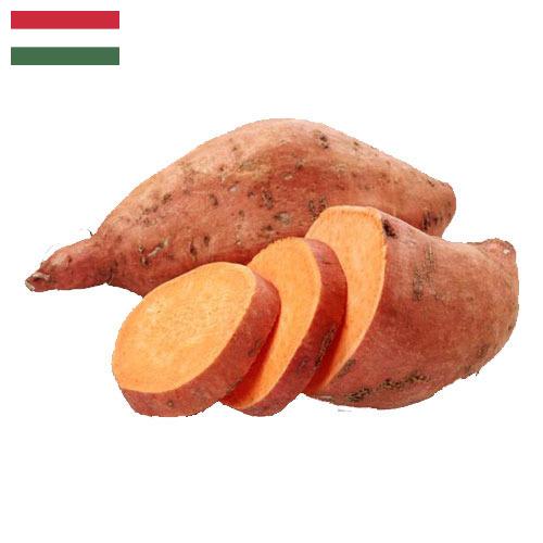 батат из Венгрии