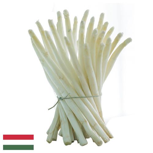 белая спаржа из Венгрии
